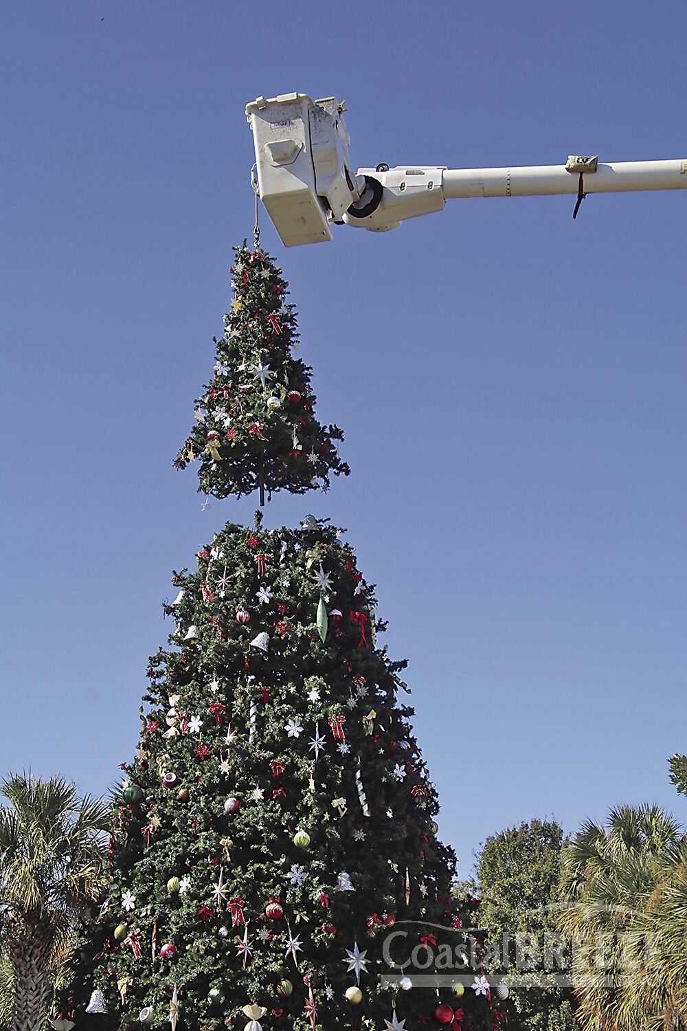 Tree_IMG_0093.JPG